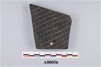 藏品(植物化石)的圖片